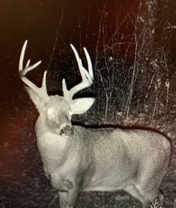 Exceptional 74± Acre Recreational Property | Jackson County, WI - image 39