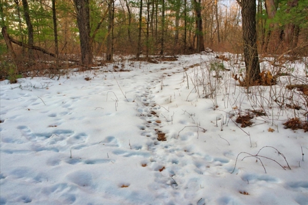 Exceptional 74± Acre Recreational Property | Jackson County, WI - image 19