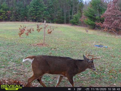 Exceptional 74± Acre Recreational Property | Jackson County, WI - image 41