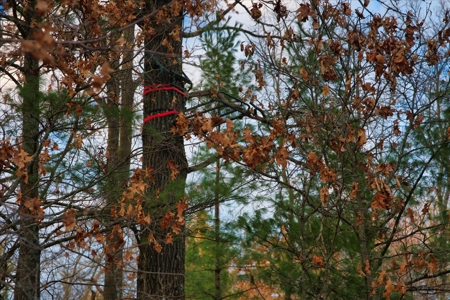 Exceptional 74± Acre Recreational Property | Jackson County, WI - image 20