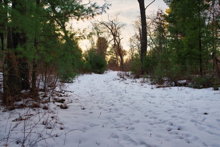 Exceptional 74± Acre Recreational Property | Jackson County, WI - image 16