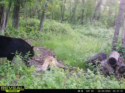 Exceptional 74± Acre Recreational Property | Jackson County, WI - image 32