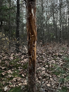 Exceptional 74± Acre Recreational Property | Jackson County, WI - image 49