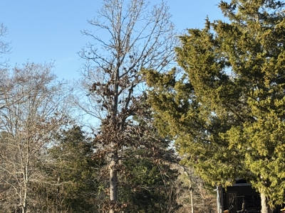 East Texas Mobile Homes and Land For Sale - image 2