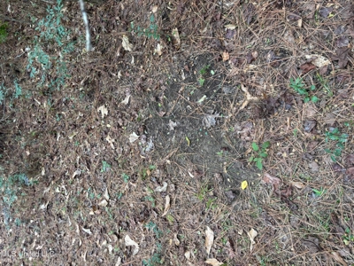 18 Acre Homesite in Magnolia, MS, Pike County - image 17
