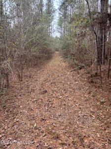 18 Acre Homesite in Magnolia, MS, Pike County - image 19