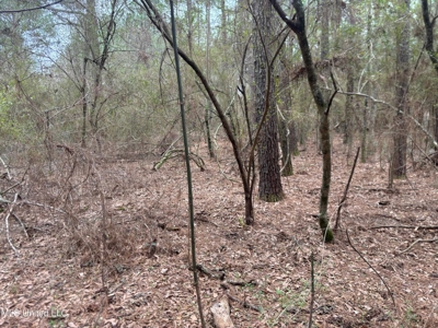 18 Acre Homesite in Magnolia, MS, Pike County - image 10