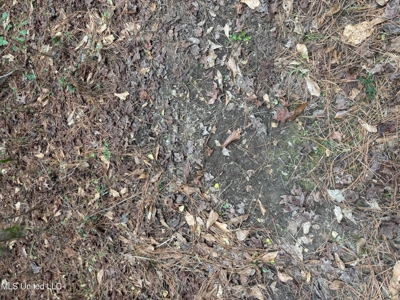 18 Acre Homesite in Magnolia, MS, Pike County - image 18