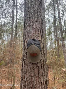 18 Acre Homesite in Magnolia, MS, Pike County - image 21