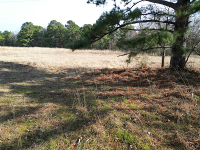 Hallsville Land for Development - image 6