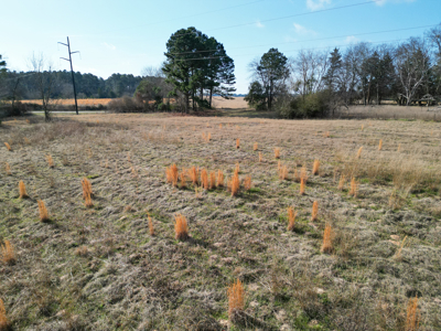 Hallsville Land for Development - image 5
