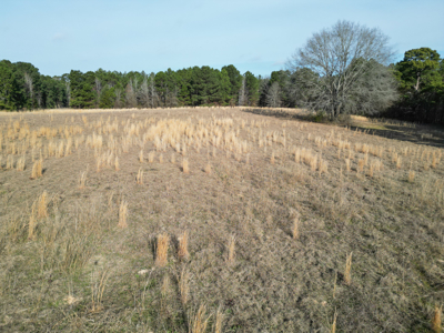 Hallsville Land for Development - image 14