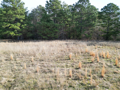 Hallsville Land for Development - image 10