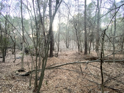 Hallsville Land for Development - image 21