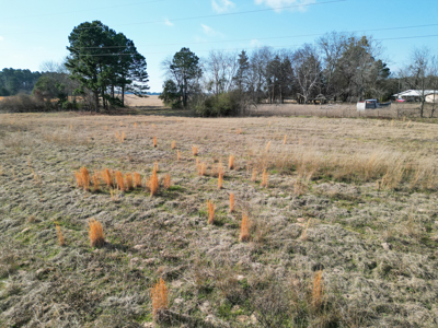 Hallsville Land for Development - image 13