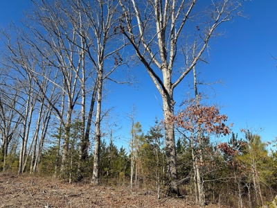 The Hideaway | 10 Acres of Pure Seclusion - image 9