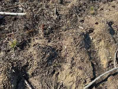 The Hideaway | 10 Acres of Pure Seclusion - image 8