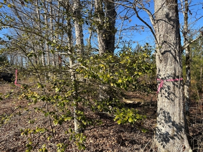 The Hideaway | 10 Acres of Pure Seclusion - image 11