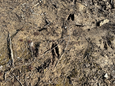 The Hideaway | 10 Acres of Pure Seclusion - image 15