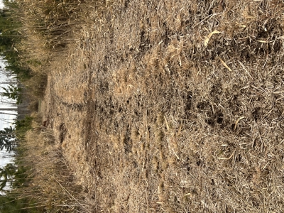 Turnkey Hunting + Investment Property w/ Beaver Swamp - image 15