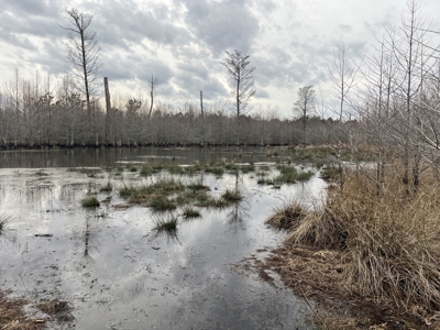 Turnkey Hunting + Investment Property w/ Beaver Swamp - image 21