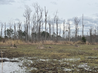 Turnkey Hunting + Investment Property w/ Beaver Swamp - image 17