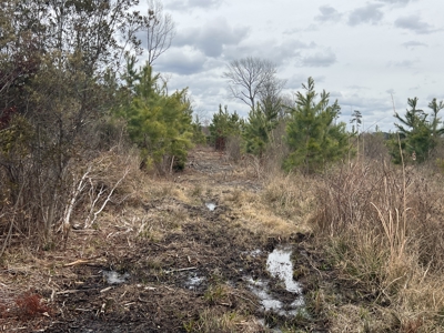 Turnkey Hunting + Investment Property w/ Beaver Swamp - image 10