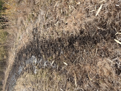 Turnkey Hunting + Investment Property w/ Beaver Swamp - image 16