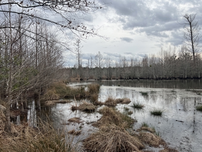 Turnkey Hunting + Investment Property w/ Beaver Swamp - image 22