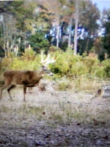 Turnkey Hunting + Investment Property w/ Beaver Swamp - image 1