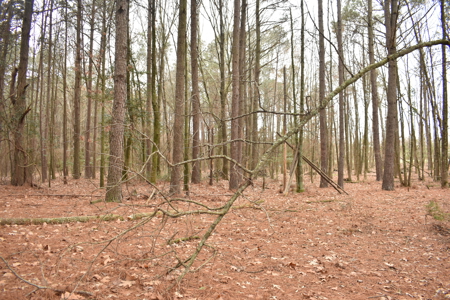 3.48 Acres near Lake Greeson, the River and Murfreesbore, AR - image 1