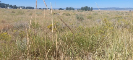 Land For Sale in New Pine Creek, California - image 9