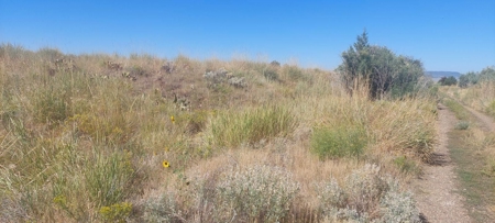 Land For Sale in New Pine Creek, California - image 6