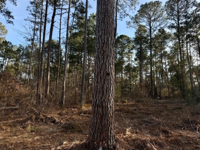 King Estates Lot 6: 10-Acre Wooded Homesite in Ruston, LA - image 5
