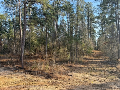 King Estates Lot 6: 10-Acre Wooded Homesite in Ruston, LA - image 4