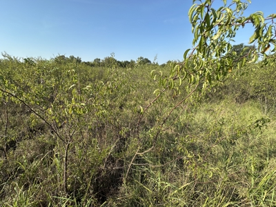 East Texas Hunting/Recreational Land For Sale - image 23