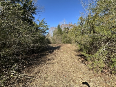 East Texas Hunting/Recreational Land For Sale - image 7