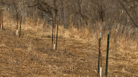 Blufftop Whitetail Estate – 39.21 Acres with Log Home & Whitetail - image 38