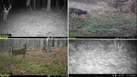 Blufftop Whitetail Estate – 39.21 Acres with Log Home & Whitetail - image 43