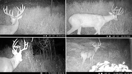 Blufftop Whitetail Estate – 39.21 Acres with Log Home & Whitetail - image 32