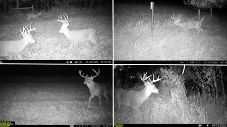 Blufftop Whitetail Estate – 39.21 Acres with Log Home & Whitetail - image 33