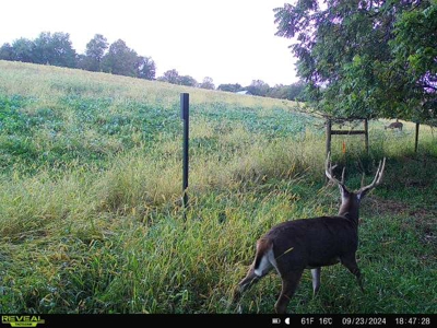 Blufftop Whitetail Estate – 39.21 Acres with Log Home & Whitetail - image 44