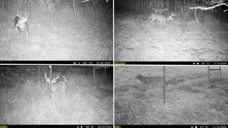 Blufftop Whitetail Estate – 39.21 Acres with Log Home & Whitetail - image 34