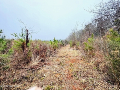 Hunting & Homesite Land Near Tylertown, MS - image 14