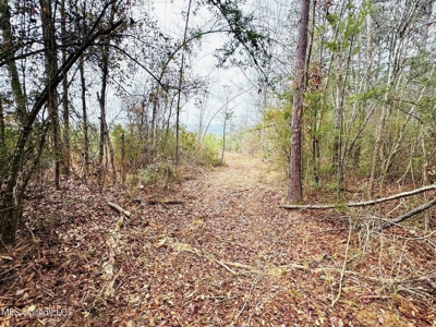 Hunting & Homesite Land Near Tylertown, MS - image 12