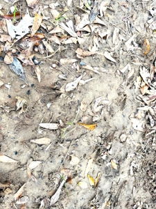 Hunting & Homesite Land Near Tylertown, MS - image 18