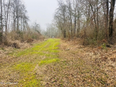 Hunting & Homesite Land Near Tylertown, MS - image 1