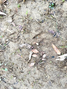 Hunting & Homesite Land Near Tylertown, MS - image 16