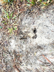 Hunting & Homesite Land Near Tylertown, MS - image 7