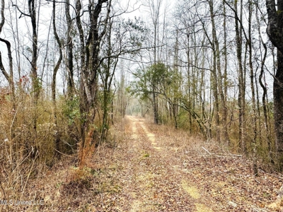 Hunting & Homesite Land Near Tylertown, MS - image 2